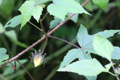 Hibiscus hispidissimus